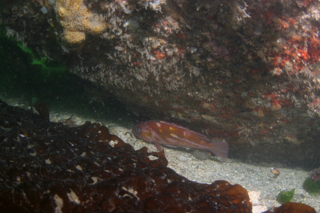 COPPER ROCKFISH UNDER HULL